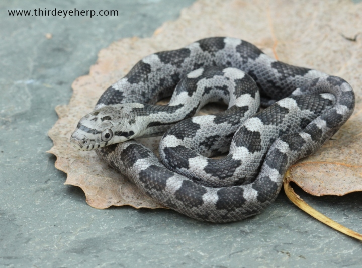 Gray Rat Snake